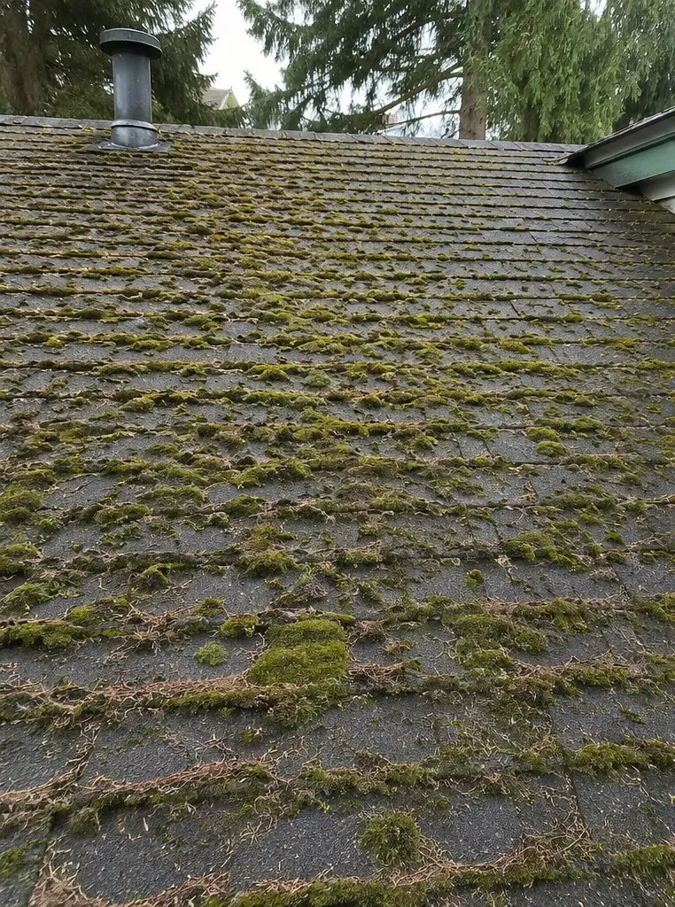 Langley roof covered in thick moss before roof washing