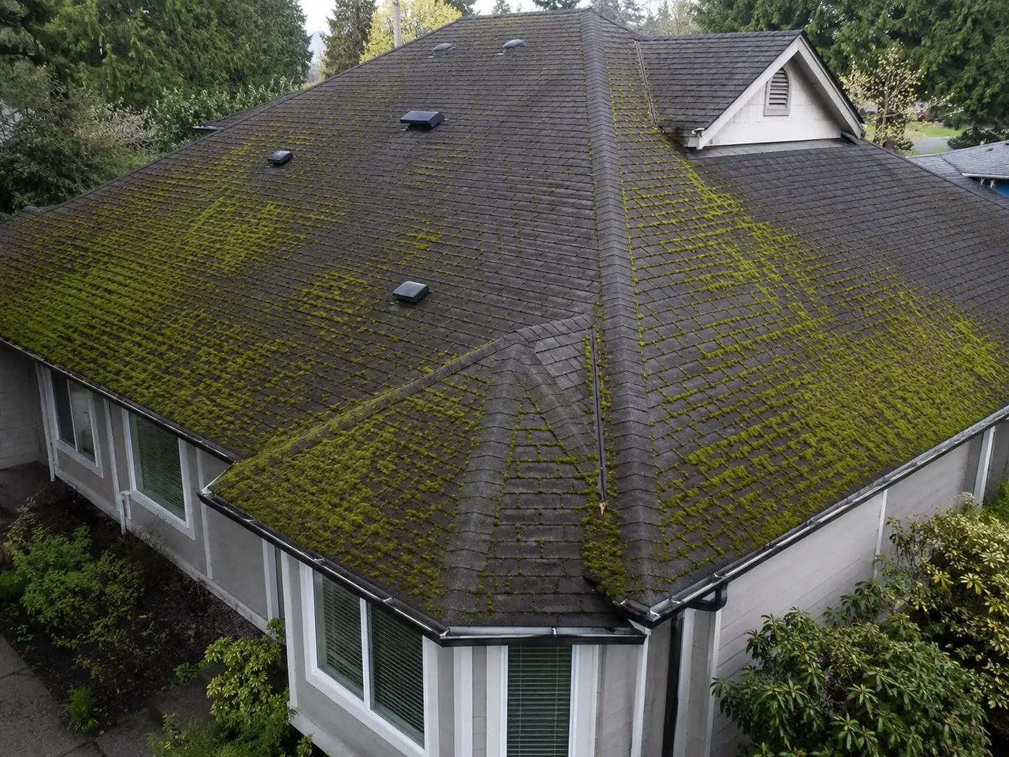 Hip roof seen from above, with bright green moss growing between the shingles